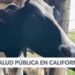 Autoridades en EEUU hallan gripe aviar en leche cruda