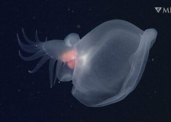 Descubren una espectacular babosa en el mar profundo de California