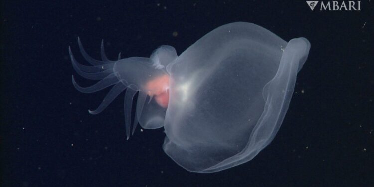 Descubren una espectacular babosa en el mar profundo de California