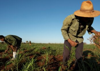 Las maratónicas conversaciones sobre el clima de la COP29 entran en su recta final