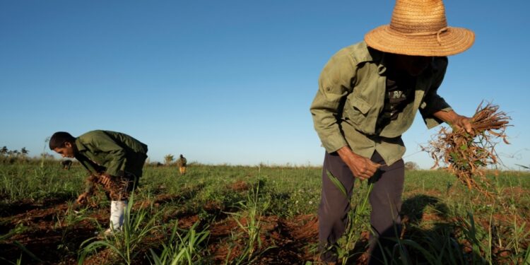 Las maratónicas conversaciones sobre el clima de la COP29 entran en su recta final