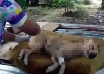 Maracay: Arrojaron comida envenenada en un refugio de animales, cinco murieron