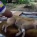 Maracay: Arrojaron comida envenenada en un refugio de animales, cinco murieron