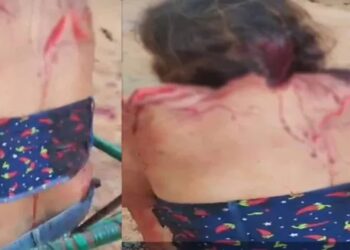 Horror en Monagas: Un tigre acabó con la vida de una persona y dejó a otra gravemente herida