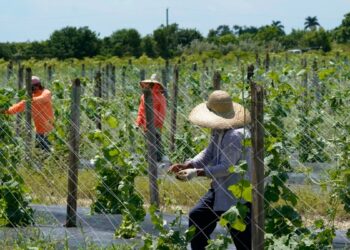 Campesinos indocumentados en sur de Florida, «muy asustados» ante políticas migratorias de Trump