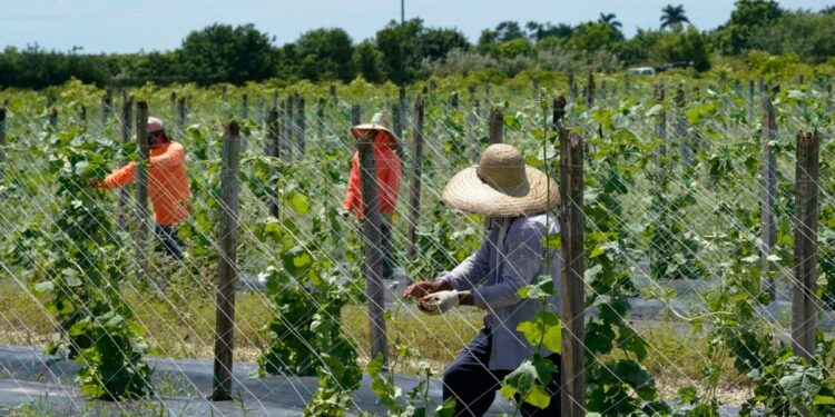 Campesinos indocumentados en sur de Florida, «muy asustados» ante políticas migratorias de Trump