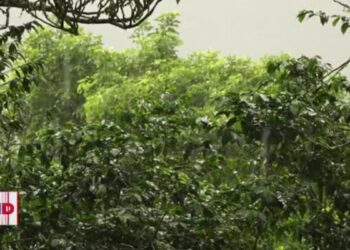 Se estropea la bonanza cafetera en El Salvador