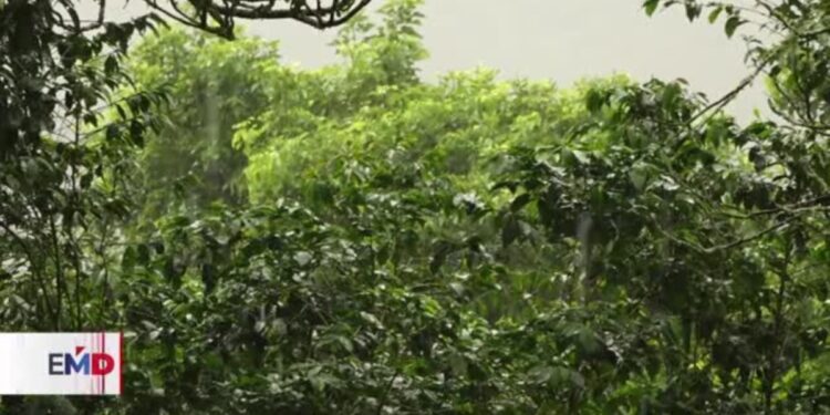 Se estropea la bonanza cafetera en El Salvador