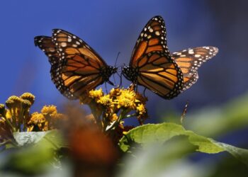 EE. UU. planea declarar a mariposas monarca como especie amenazada
