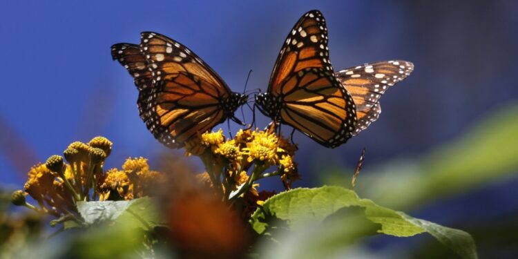 EE. UU. planea declarar a mariposas monarca como especie amenazada