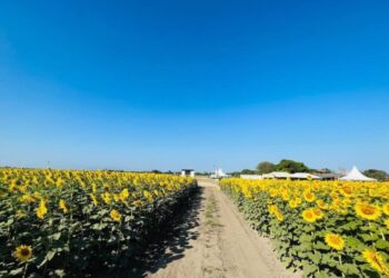 ¡Los girasoles florecen en Portuguesa! Una invitación a disfrutar de un espectáculo natural único