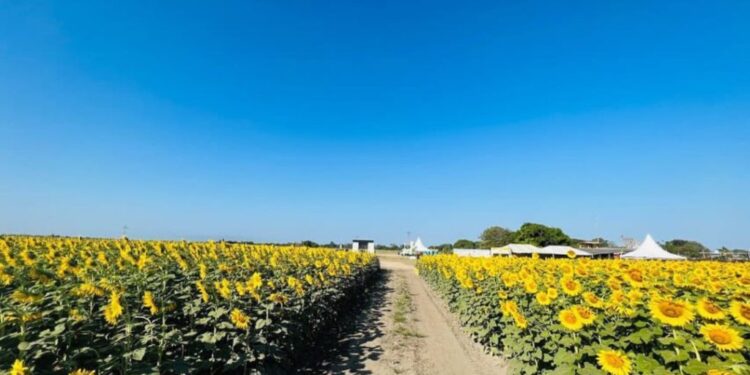 ¡Los girasoles florecen en Portuguesa! Una invitación a disfrutar de un espectáculo natural único