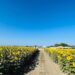 ¡Los girasoles florecen en Portuguesa! Una invitación a disfrutar de un espectáculo natural único