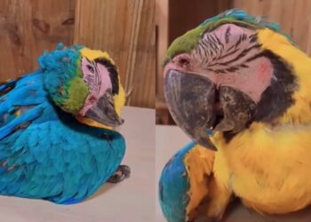 Guacamaya muere tras chocar con vidrios de cancha de pádel en Caracas