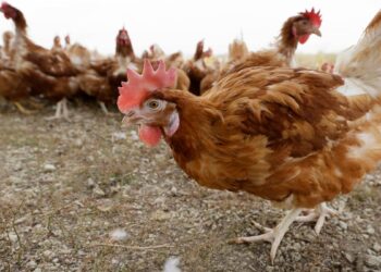 El Departamento de Agricultura de Estados Unidos ordena pruebas de gripe aviar en leche a nivel nacional