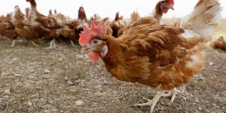 El Departamento de Agricultura de Estados Unidos ordena pruebas de gripe aviar en leche a nivel nacional