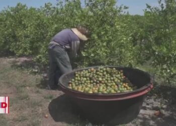 Preocupación en los cultivos de California ante amenazas de deportaciones masivas