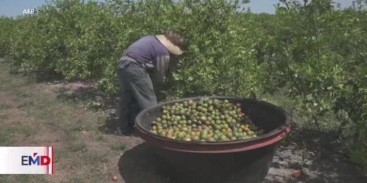 Preocupación en los cultivos de California ante amenazas de deportaciones masivas