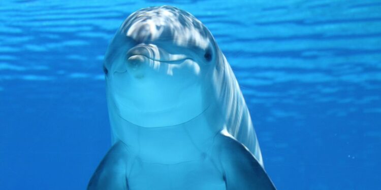 Hallan fentanilo en delfines en el Golfo de México