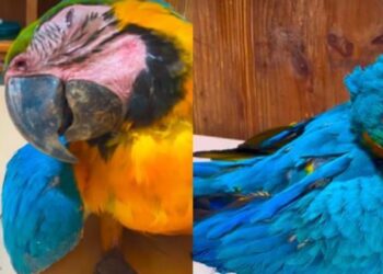 Ministerio Público investigará el impacto de las canchas de pádel en la fauna de Caracas