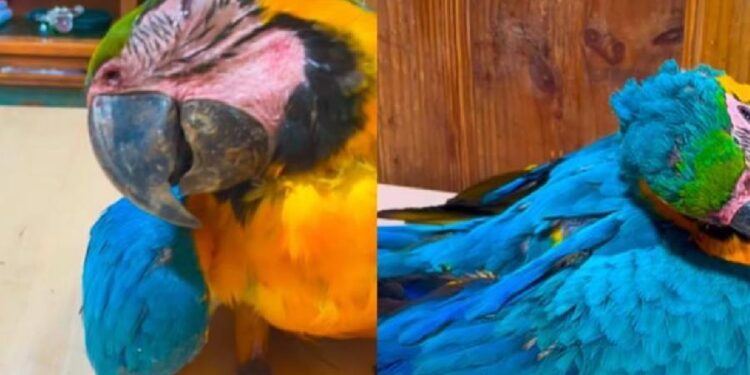 Ministerio Público investigará el impacto de las canchas de pádel en la fauna de Caracas