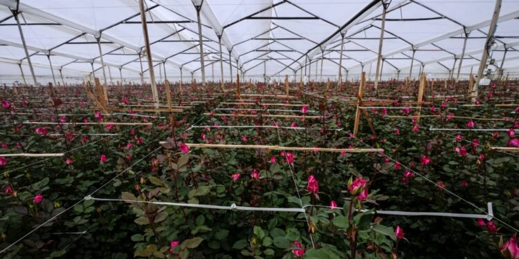 A pocos días de San Valentín, disputa comercial con Colombia amenaza importación de flores en EEUU