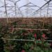 A pocos días de San Valentín, disputa comercial con Colombia amenaza importación de flores en EEUU