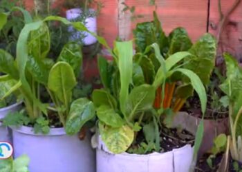 una solución para el planeta y el bolsillo