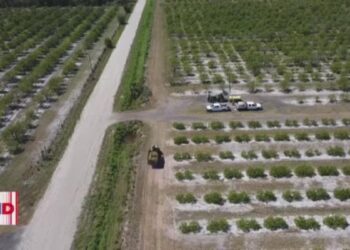 Granjas agrícolas de California sufren ausentismo laboral ante redadas migratorias