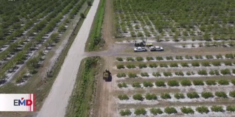 Granjas agrícolas de California sufren ausentismo laboral ante redadas migratorias