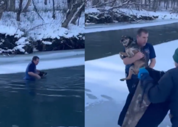 VIRAL: Así un hombre salvó a perrito de morir ahogado tras caer a río helado en EEUU