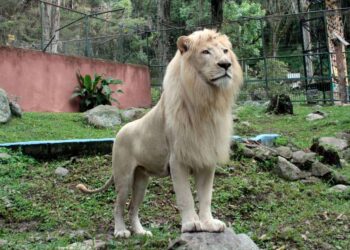 Accidente en el Zoológico de Mérida: Vigilante pierde brazo tras contacto con un león