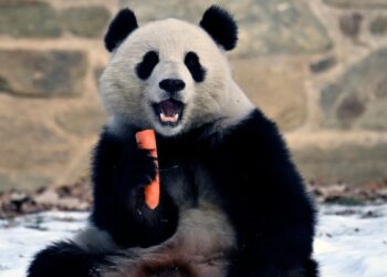 En Fotos | ¡Se acabó la espera! Dos osos panda son las nuevas estrellas del Zoo de Washigton