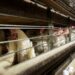 Precio de los huevos en EEUU podría aumentar 41 % más este año, dice el Departamento de Agricultura