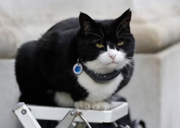 El diplomático felino de Reino Unido tiene un trabajo nuevo“purr-fecto”