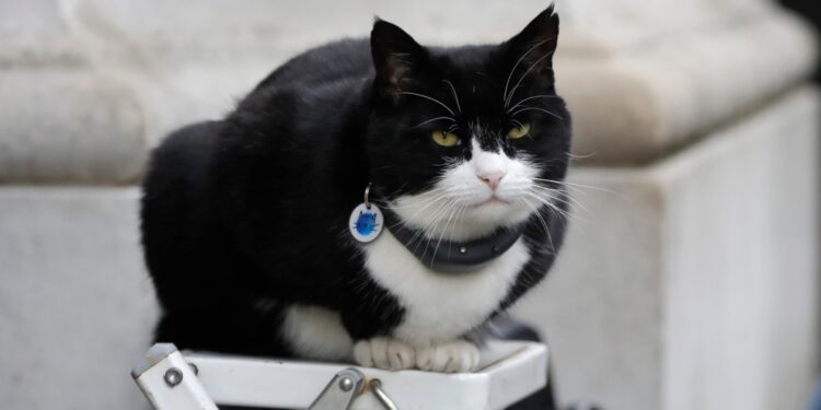 El diplomático felino de Reino Unido tiene un trabajo nuevo“purr-fecto”