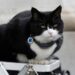 El diplomático felino de Reino Unido tiene un trabajo nuevo“purr-fecto”