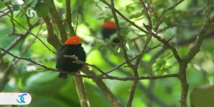 santuarios de conservación de especies en extinción en Panamá