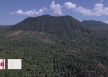 Demanda de guacamole para Super Bowl impulsa exportación de aguacate mexicano a EEUU