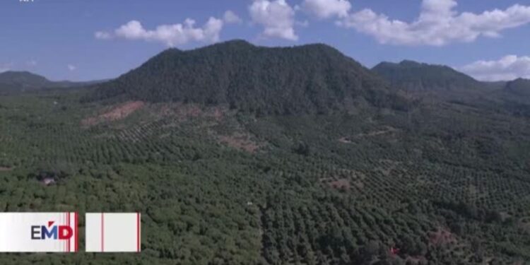 Demanda de guacamole para Super Bowl impulsa exportación de aguacate mexicano a EEUU