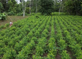 Policía antidroga retorna con operativos al Chapare, en centro de Bolivia, donde permanece Morales