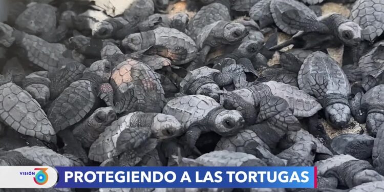 Tortugas marinas en peligro de extinción son protegidas en playas mexicanas