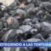 Tortugas marinas en peligro de extinción son protegidas en playas mexicanas