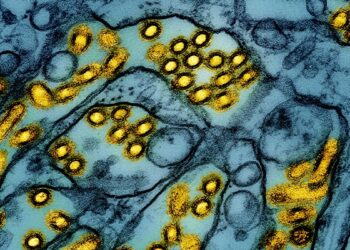 Nueva York cierra temporalmente mercados de aves tras detectar casos de gripe aviar