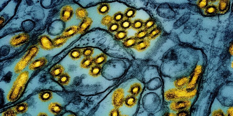 Nueva York cierra temporalmente mercados de aves tras detectar casos de gripe aviar