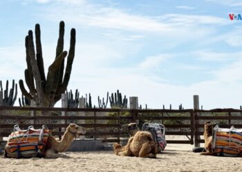 Una historia de adaptación y cuidado