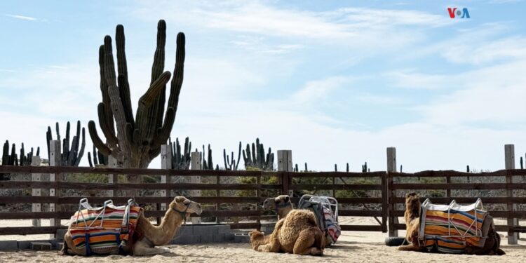 Una historia de adaptación y cuidado