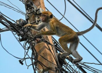 Mono causa apagón nacional en Sri Lanka