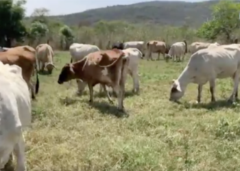 Guatemala alerta por el avance del gusano barrenador, una plaga que preocupa al sector ganadero.