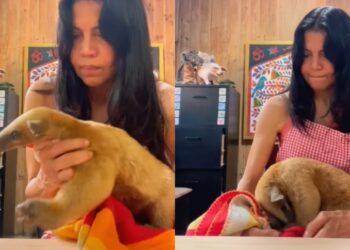 Indignación y dolor por el cruel maltrato animal: Jóvenes matan a pedradas a osa mielero en El Ávila